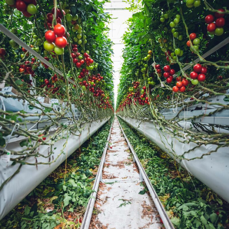 Durch Selbstversorgung bares Geld sparen: Trends und Tipps